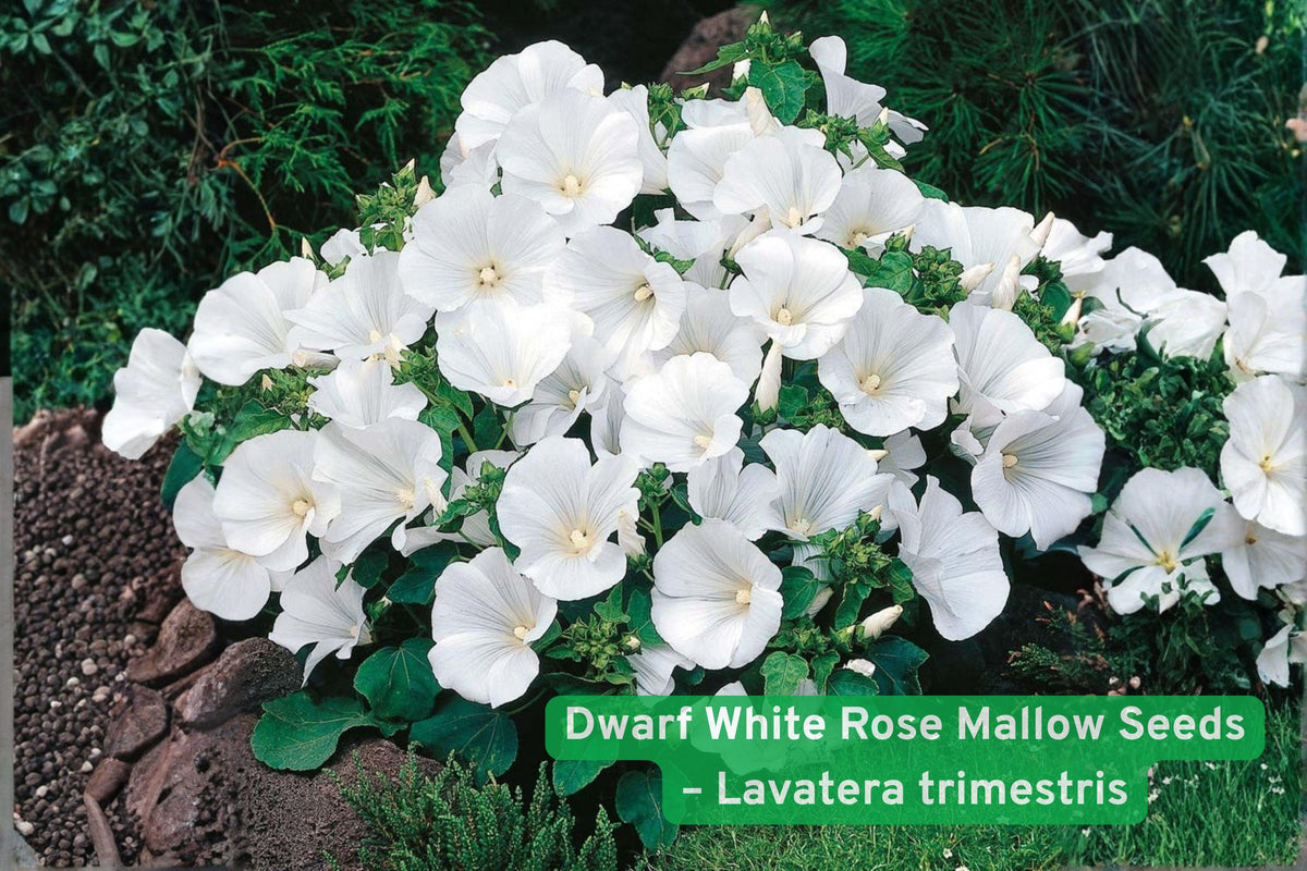 Dwarf White Rose Mallow Seeds – Lavatera trimestris Annual White Flower for Cottage Gardens & Pollinators