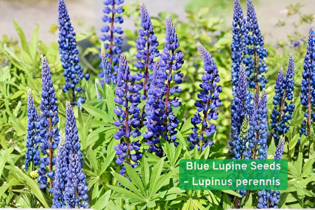 Blue Lupine Seeds – Native Perennial Wildflower for Pollinator Gardens, Bees & Butterflies, Lupinus perennis, 25 Seeds