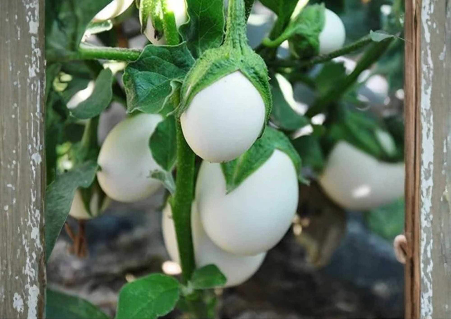 White Eggplant Seeds - Heirloom Organic Non-GMO Small Oval Fruits for Garden and Container Planting