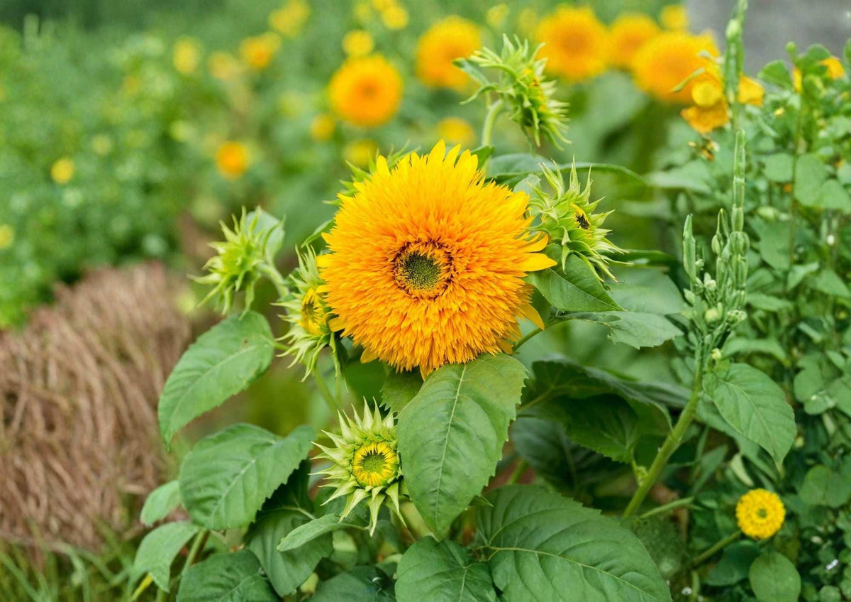 Giant Teddy Bear Sunflower Seeds – Heirloom Non-GMO Large Fluffy Double Yellow Blooms for Garden Planting