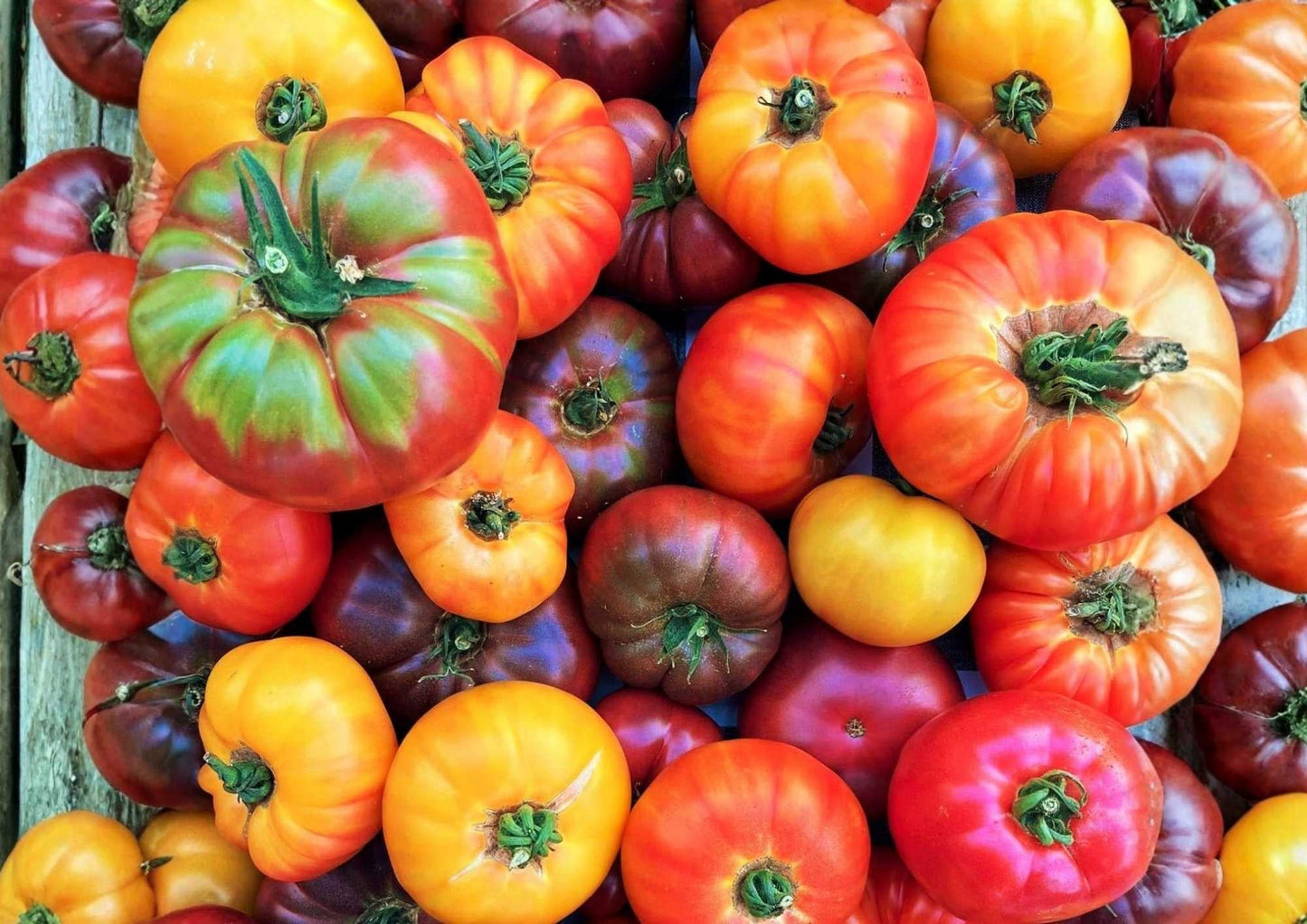 Rainbow Beefsteak Tomato Seeds, Heirloom Non-GMO, Large Slicing, Colorful Mix, Solanum lycopersicum