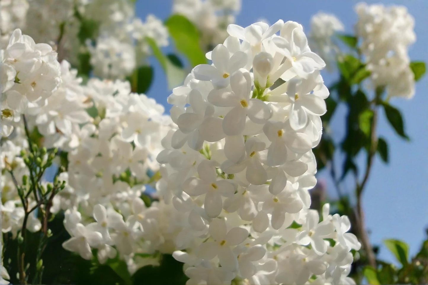 Japanese Tree Lilac Seeds – Fragrant Syringa amurensis japonica Ornamental Tree for Gardens and Landscaping, 10 Pack