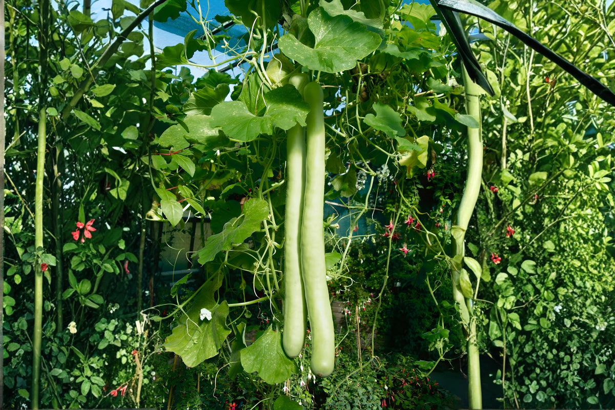 Snake Gourd Seeds (10) | Lagenaria siceraria Climbing Vine for Culinary & Ornamental Gardens