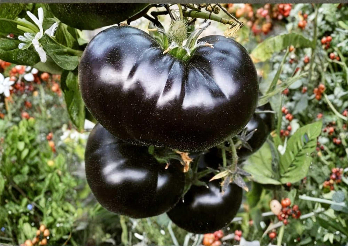 Black Beauty Tomato Seeds - Heirloom Dark Purple Black Beefsteak Vegetables for Garden Planting