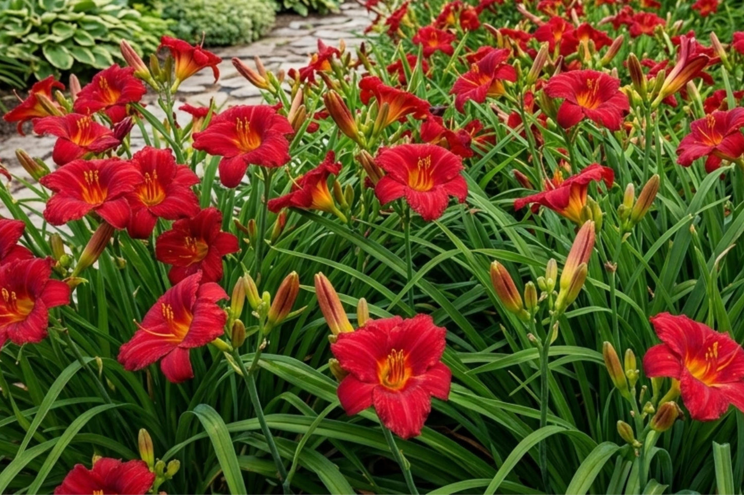 Daylily Bulbs Little Business Perennial Flower Bare Root Plants, Hemerocallis, Vibrant Blooming Garden Flowers