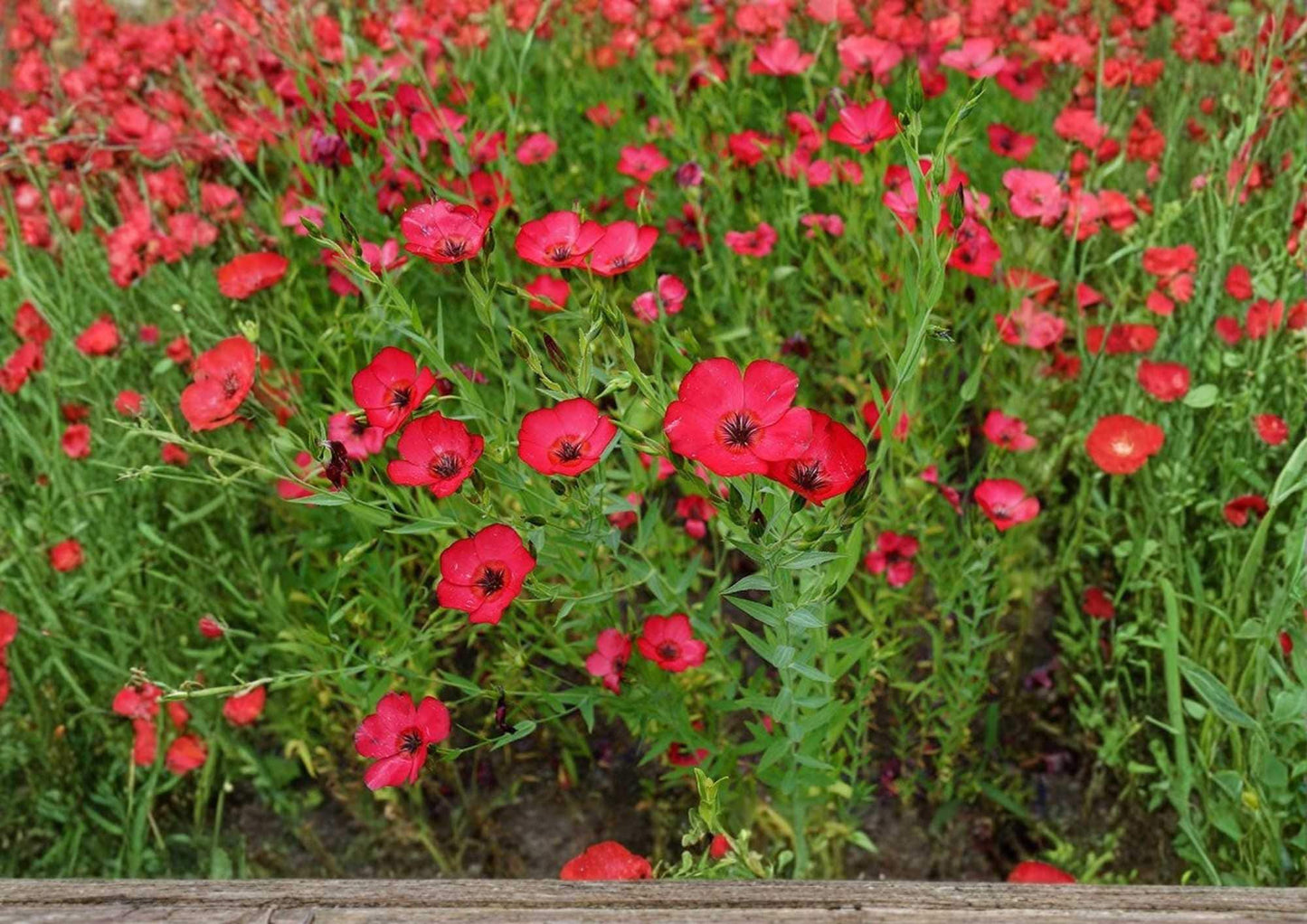 Scarlet Flax Seeds, Bright Red Wildflower Flower Seeds for Garden, Ornamental Pollinator-Friendly, Linum grandiflorum