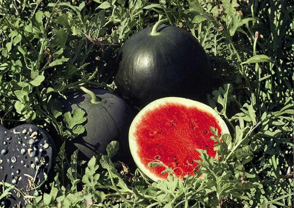 Florida Giant Watermelon Seeds - Heirloom Organic Non-GMO Fruit Seeds for Large, Juicy Red Flesh, Heavy Yield, Garden Planting