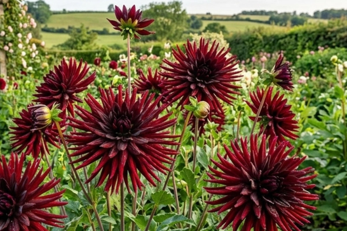 Cactus Dahlia Bulb Clump – Black Narcissus Deep Red Flower Tuber for Garden Beds & Containers