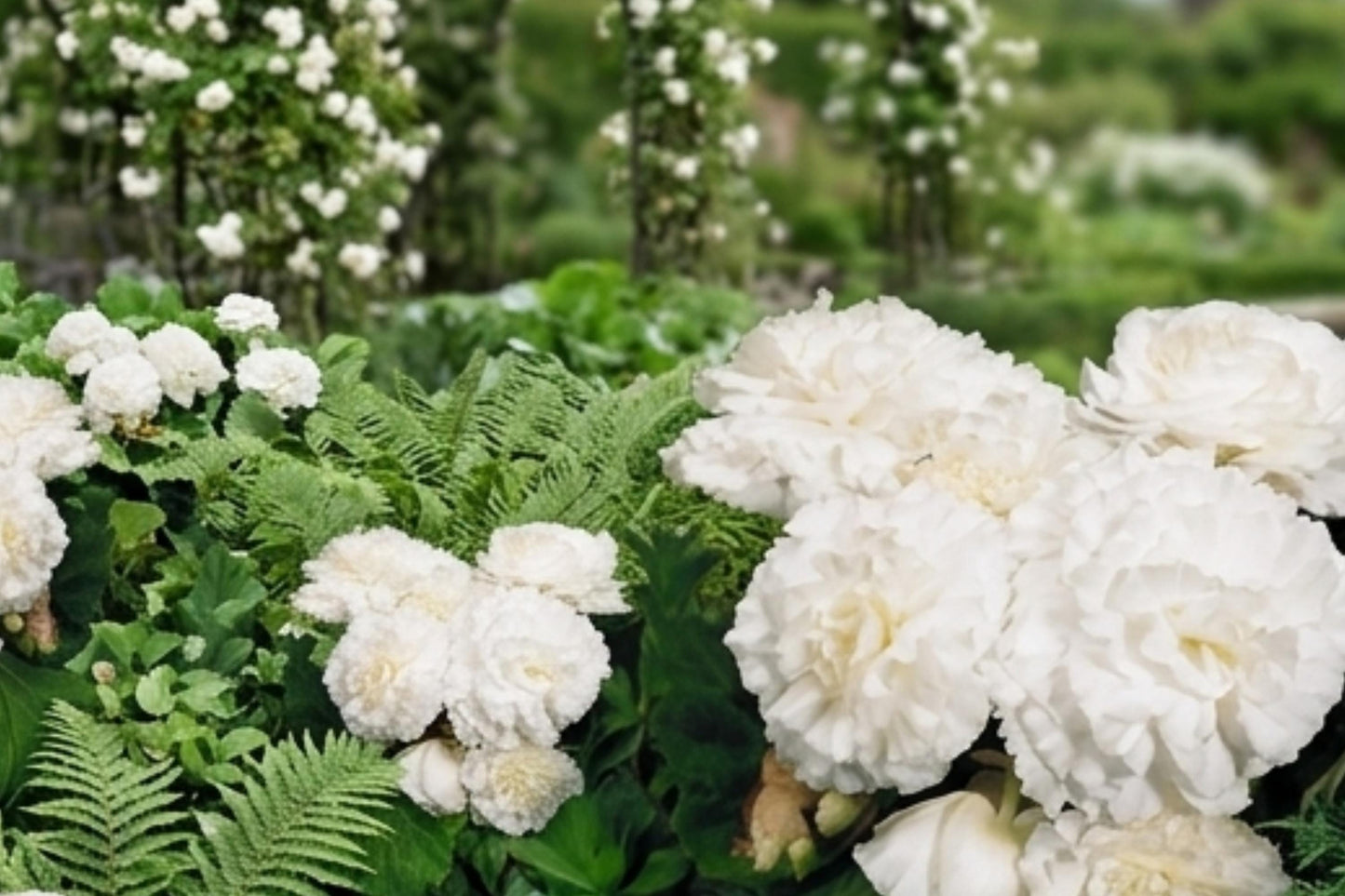 Non-Stop White Double Begonia Bulbs – 4 Live Plants, Continuous Blooming, Begonia x tuberhybrida for Garden & Indoor Use