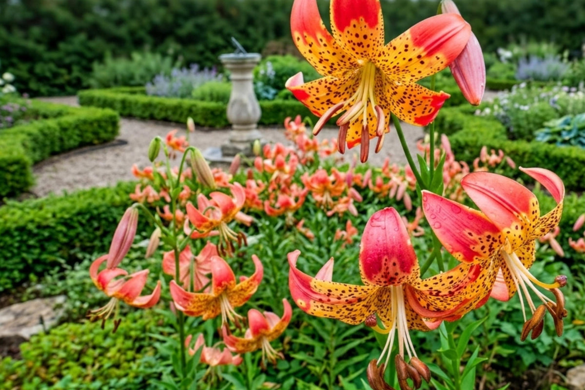 Fusion Lily Flower Bulbs – Butterfly Attracting, Fall Planting, Lilium Hybrid, 2 Bulbs