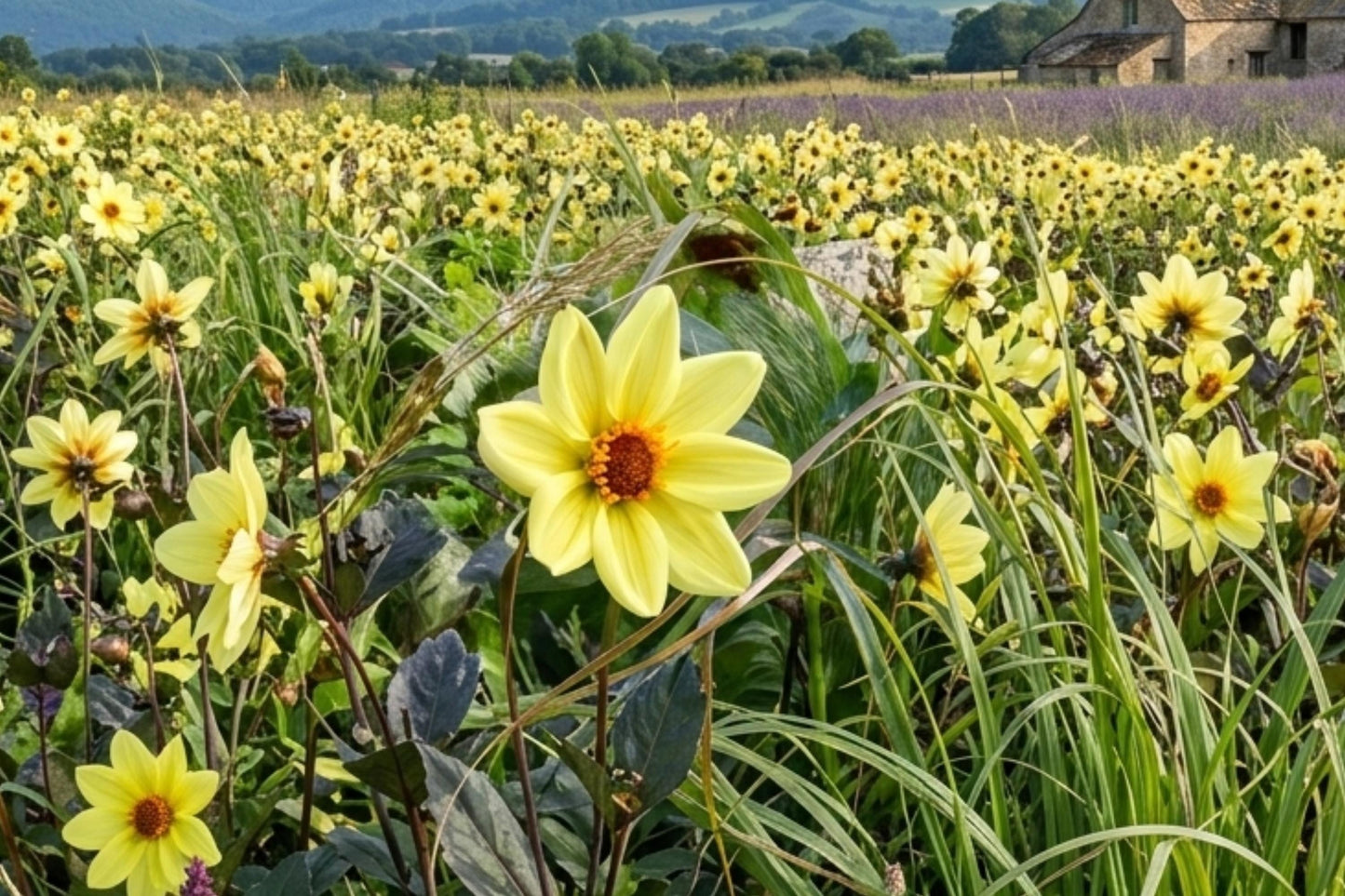 Single Flowered Dahlia Bulb Tuber Clump - Tournesol (Dahlia pinnata) - Large 6" Blooms for Borders, Containers & Cut Flowers
