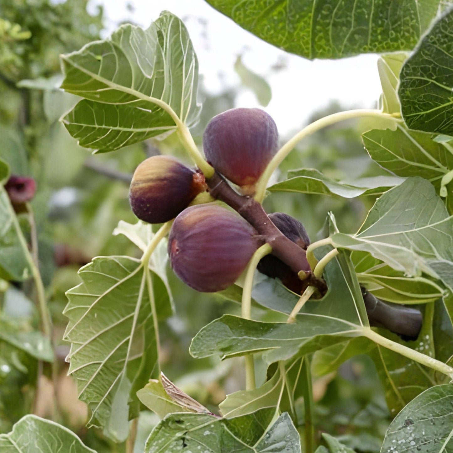 Magnolia Fig Tree Plant Ficus carica Sweet Fruit Tree for Garden Growing Starter Plant 6-14 Inches