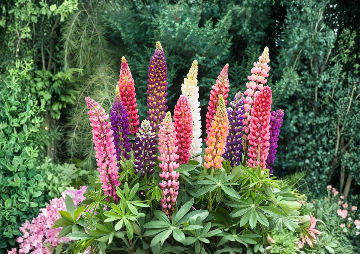 Snapdragon Tall Mix Flower Seeds – Bright Multicolor Ornamental Cut Flowers, Antirrhinum majus, Pollinator-Friendly Garden Planting