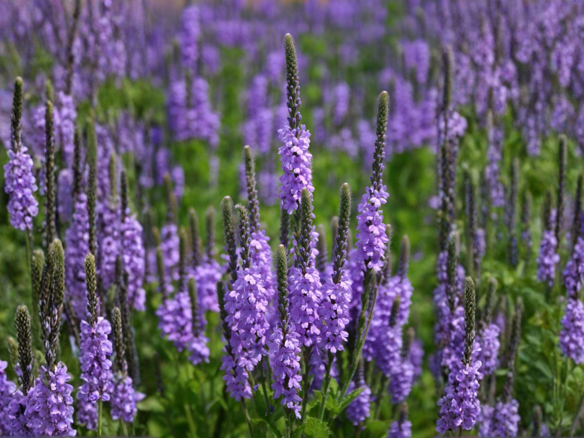 Hoary Vervain Flower Seeds | Verbena stricta Purple | Perennial Garden Plant | 100 Seeds