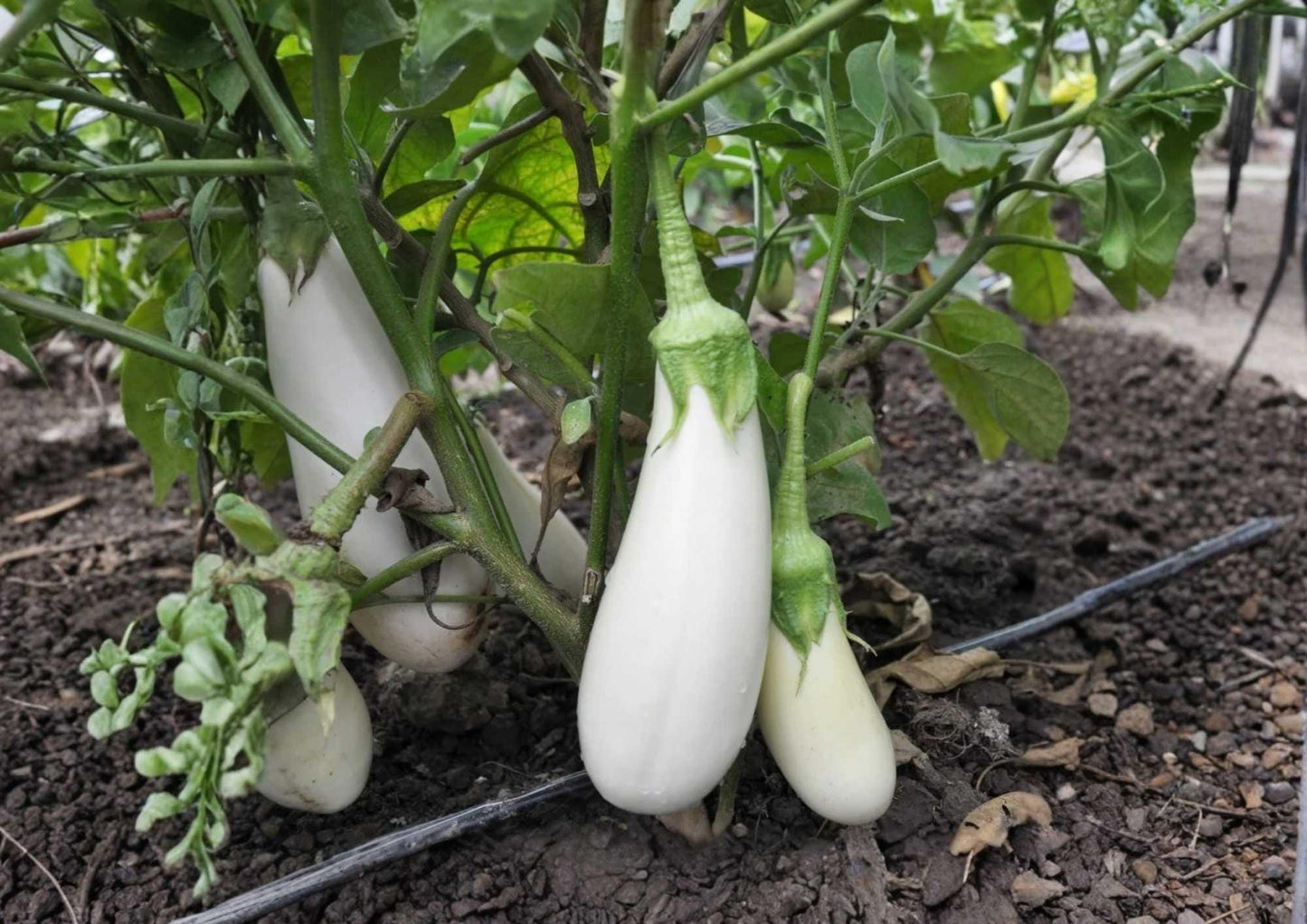 Snowy White Eggplant Seeds – Heirloom Non-GMO Small Oval White Fruits for Gourmet Cooking, Solanum melongena