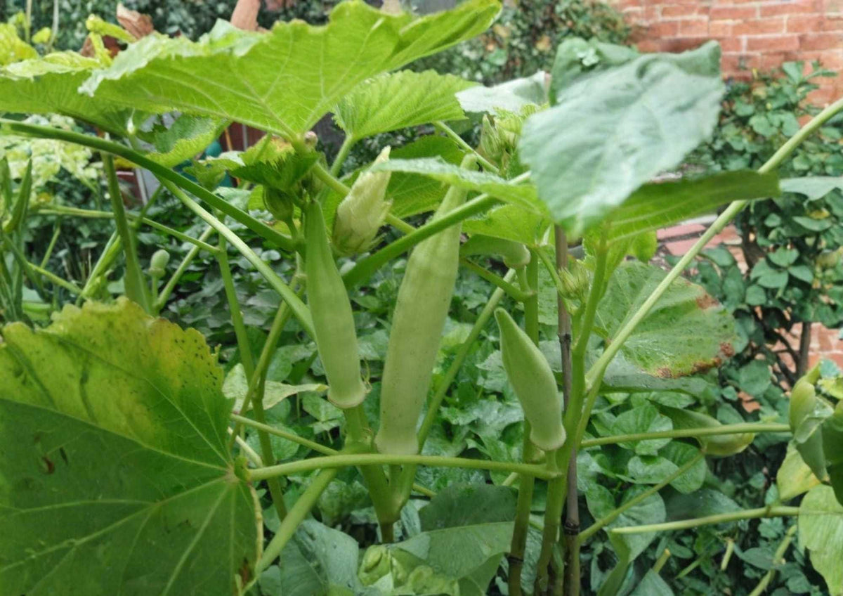 50+ Silver Queen Okra Seeds – Heirloom, High-Yield Green Pods, Non-GMO Vegetable Seeds for Garden Planting