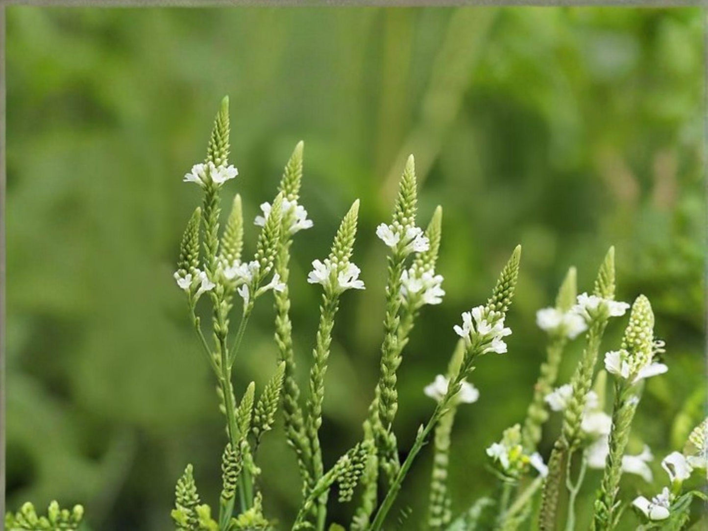 White Vervain Flower Seeds | Verbena urticifolia | Perennial Garden Plant for Borders & Natural Landscapes