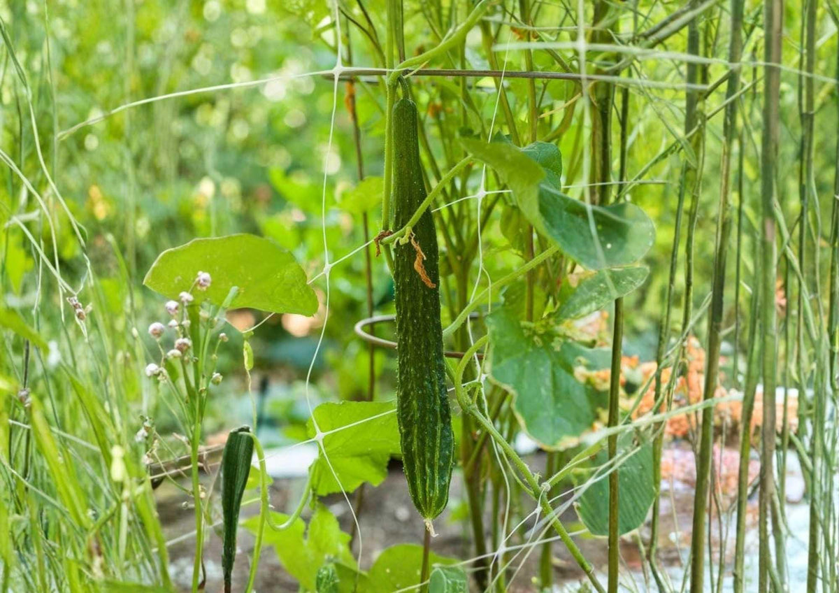 Japanese Long Cucumber Seeds, Heirloom Burpless Vegetable Seeds for Garden Planting, Extra Long Green Cucumbers