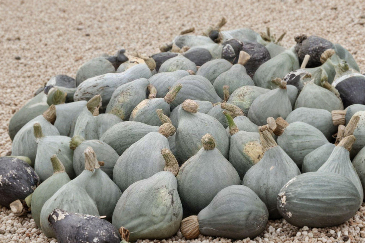 Giant Blue Hubbard Squash Seeds, Heirloom, Non-GMO, High Yield Winter Squash, Large Blue-Gray Fruits, Garden Planting