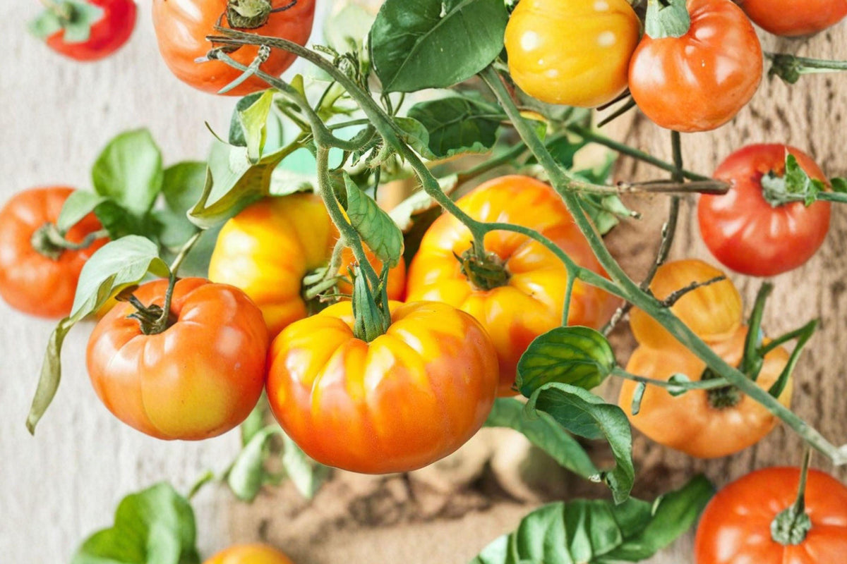 Pineapple Heirloom Tomato Seeds – Bi-Color Beefsteak, Indeterminate, Large Juicy Fruits, Non-GMO, Tropical Flavor, 30+ Seeds