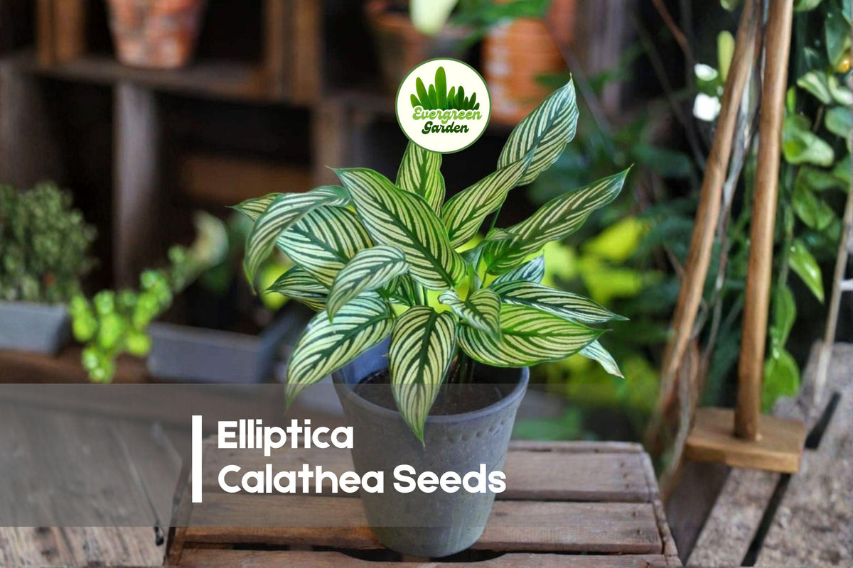 25 Elliptica Calathea Seeds – Tropical Foliage Plant with Elliptical Striped Leaves, Calathea elliptica for Indoor Decor & Shaded Gardens