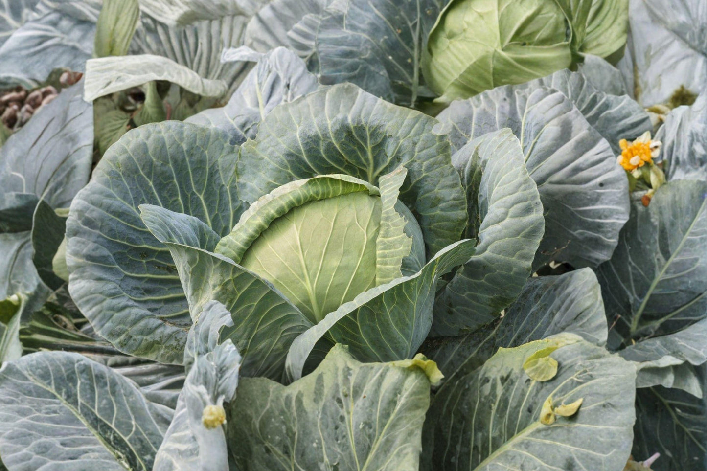Brunswick Heirloom Cabbage Seeds – Non-GMO, Cold Hardy, High Yield Storage Variety, 500+ Seeds for Garden, Collard, Coleslaw