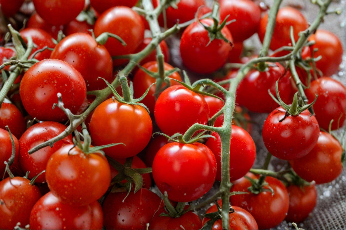 Large Red Cherry Tomato Seeds, Heirloom Organic Non-GMO, Indeterminate, Juicy, Bright Red, 120+ Seeds