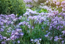 Lacy Phacelia Seeds - Purple Tansy Wildflower, Heirloom Non-GMO, Bee Friendly Cover Crop, Pollinator Attracting, Fast-Growing Annual