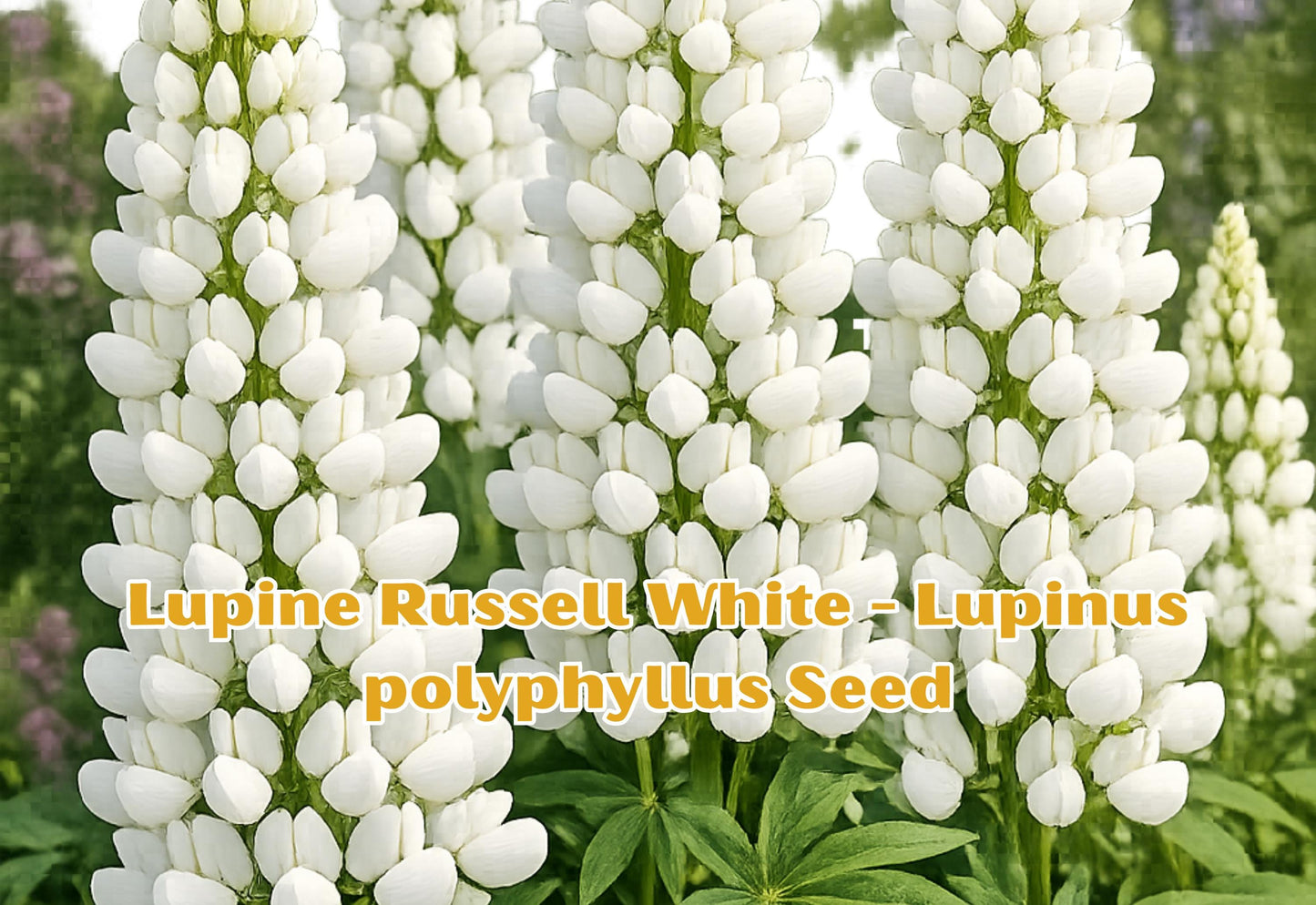 White Russell Lupine Seeds, Perennial Flower Plant, Pure White, Lupinus polyphyllus, 20 Seeds