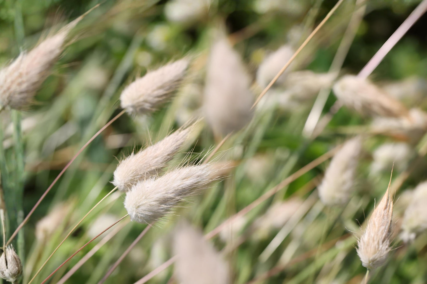 Hard Fescue Grass Seeds – Beacon Fine Fescue (Festuca brevipila) for Low-Maintenance, Drought Tolerant Lawns and Naturalized Areas