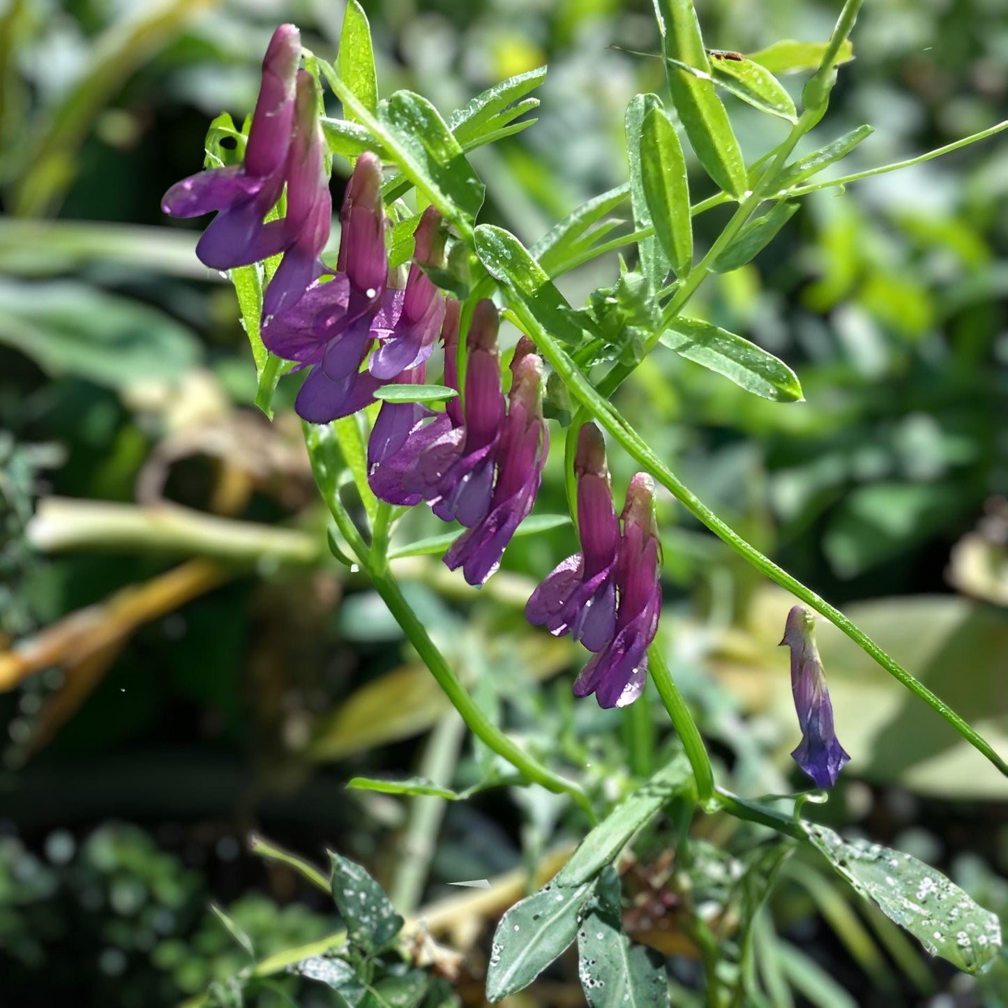 American Vetch Seeds – Vicia americana Perennial Climbing Vine with Purple Violet Flowers, 25 Seeds for Native Gardens and Soil Enrichment