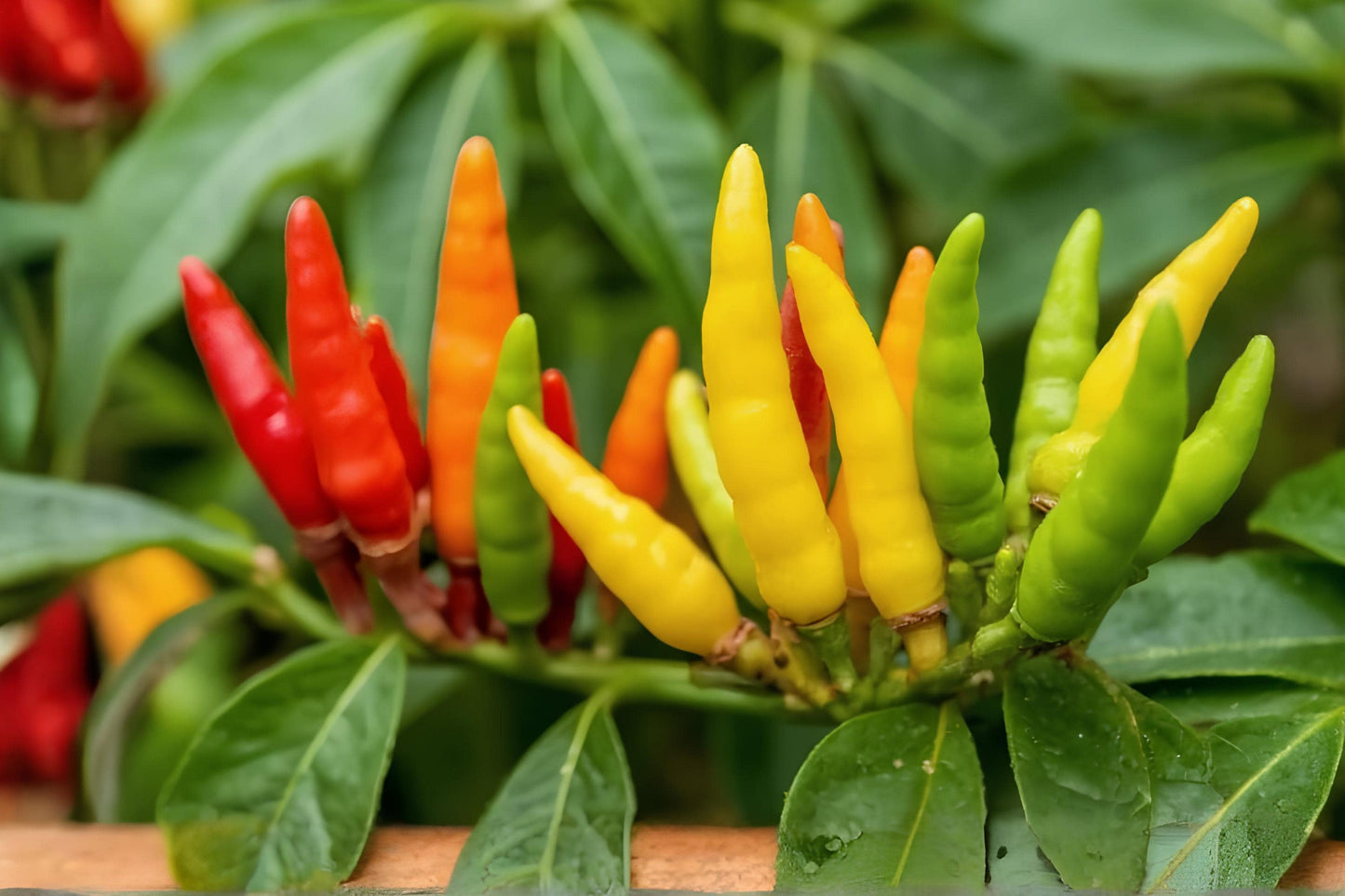 Tabasco Pepper Seeds (25) – Hot Chili Pepper, Capsicum frutescens, for Spicy Sauces & Preserving