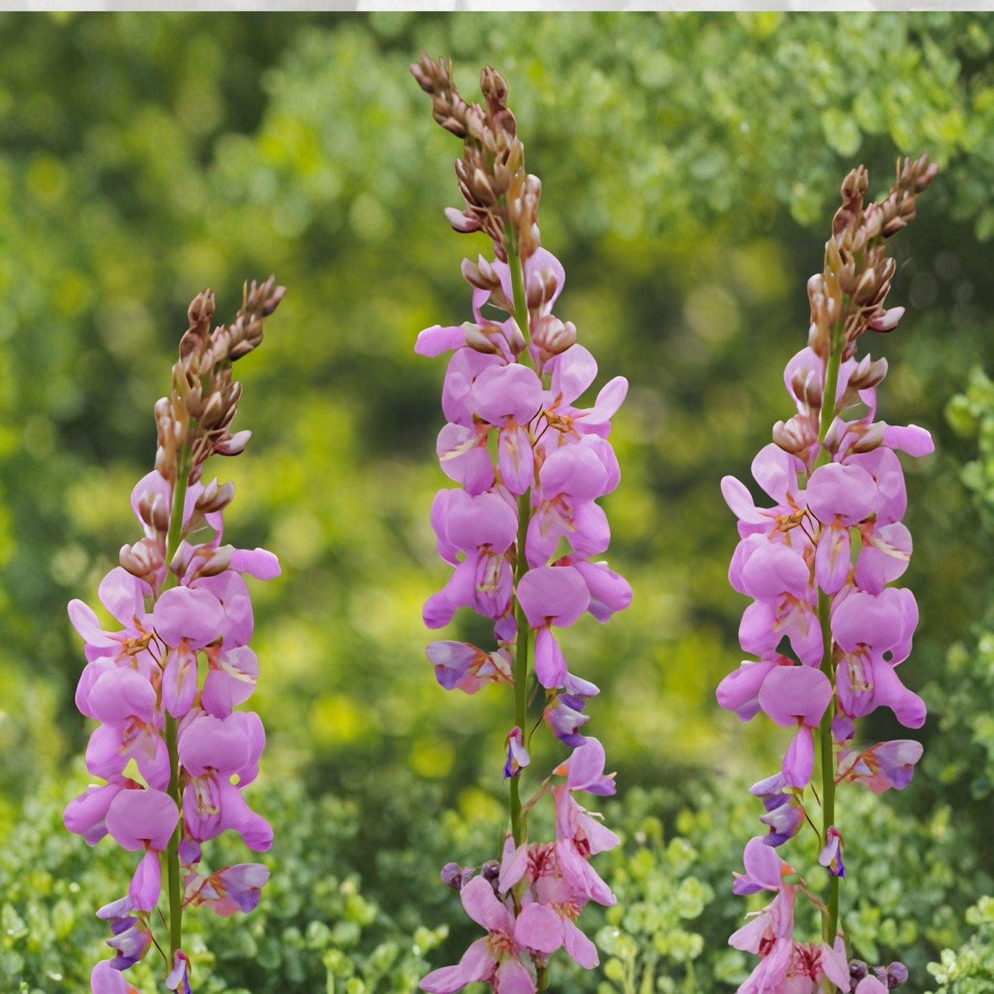 Showy Tick Trefoil Seeds 25 Desmodium canadense Perennial Wildflower Pink Purple Clusters