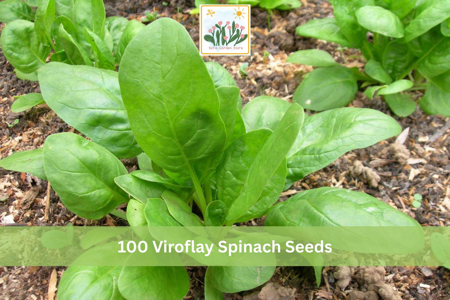 Viroflay Spinach Seeds – Large Leaf Green Vegetable Seeds for Garden, Container, Raised Bed Planting, Spinacia oleracea