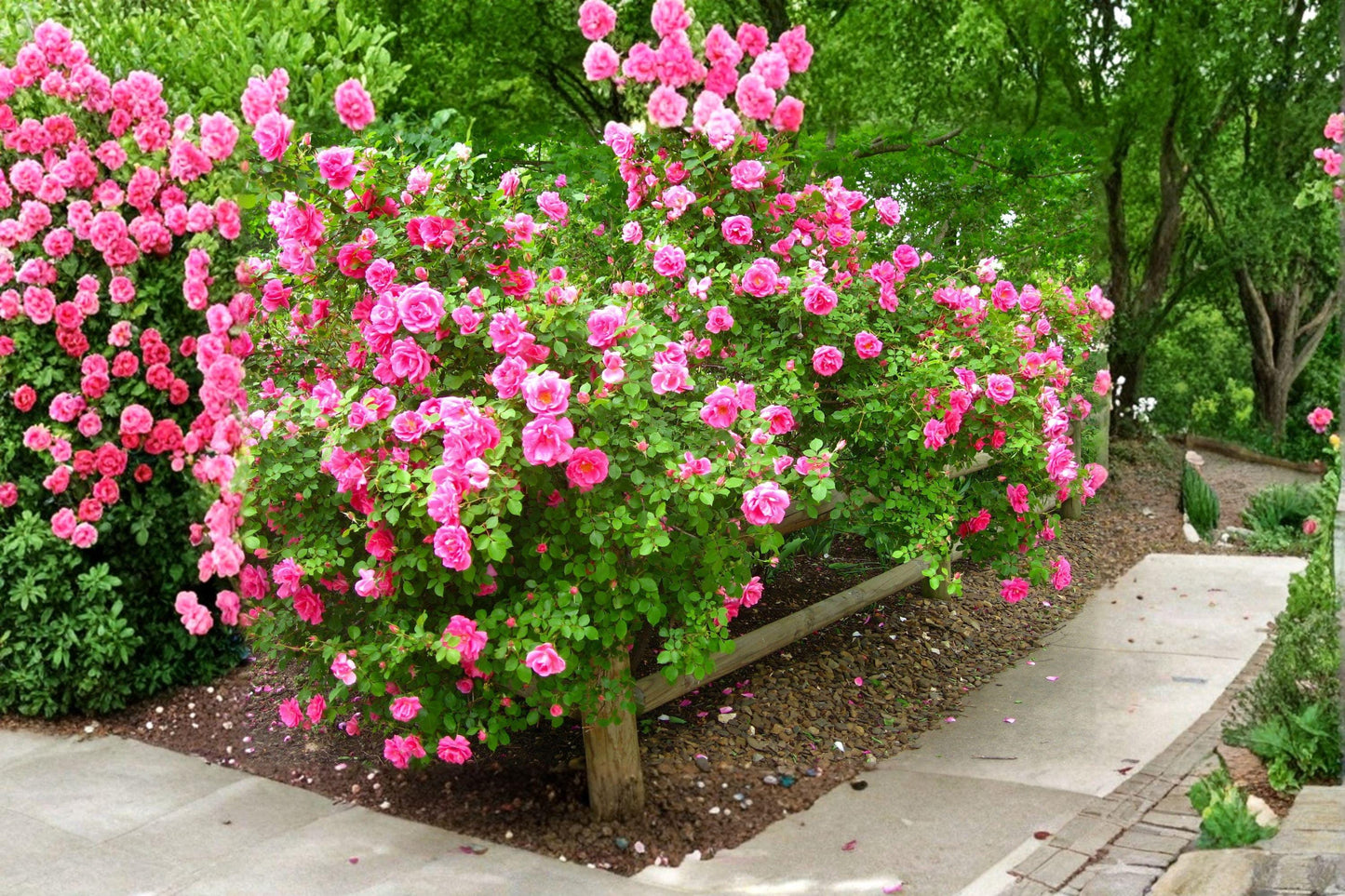 Carefree Wonder Rose Cuttings – Rosa hybrid Flowering Shrub for Grafting & Propagation, Pink Blooms