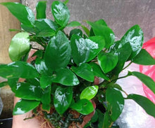 Anubias Nana Live Aquarium Plant Bare Root | Small Low Light Freshwater Hardy Plant for Nano Tanks & Aquascaping