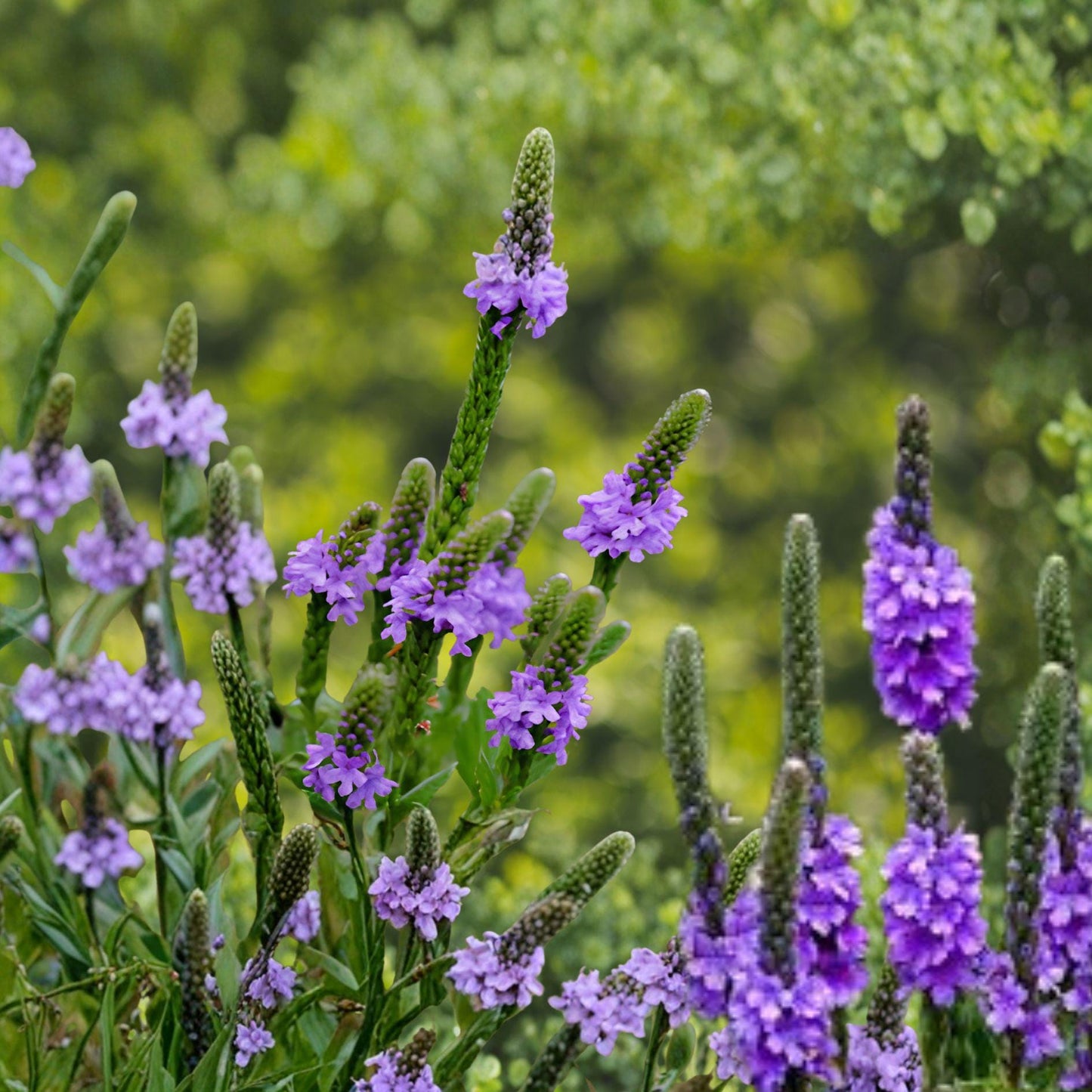 Hoary Vervain Seeds 100 Pack – Verbena stricta Perennial Wildflower with Purple Flower Spikes for Native Gardens