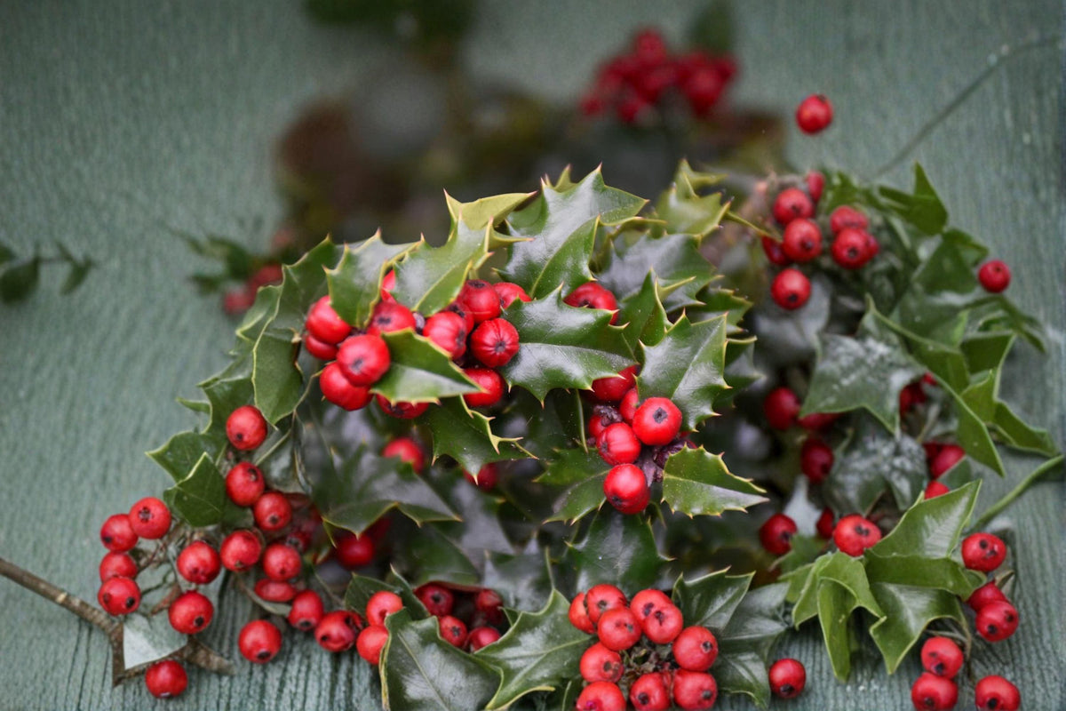 English Holly Red Beauty Cuttings – Ilex aquifolium, Evergreen Shrub for Propagation, Bright Berries
