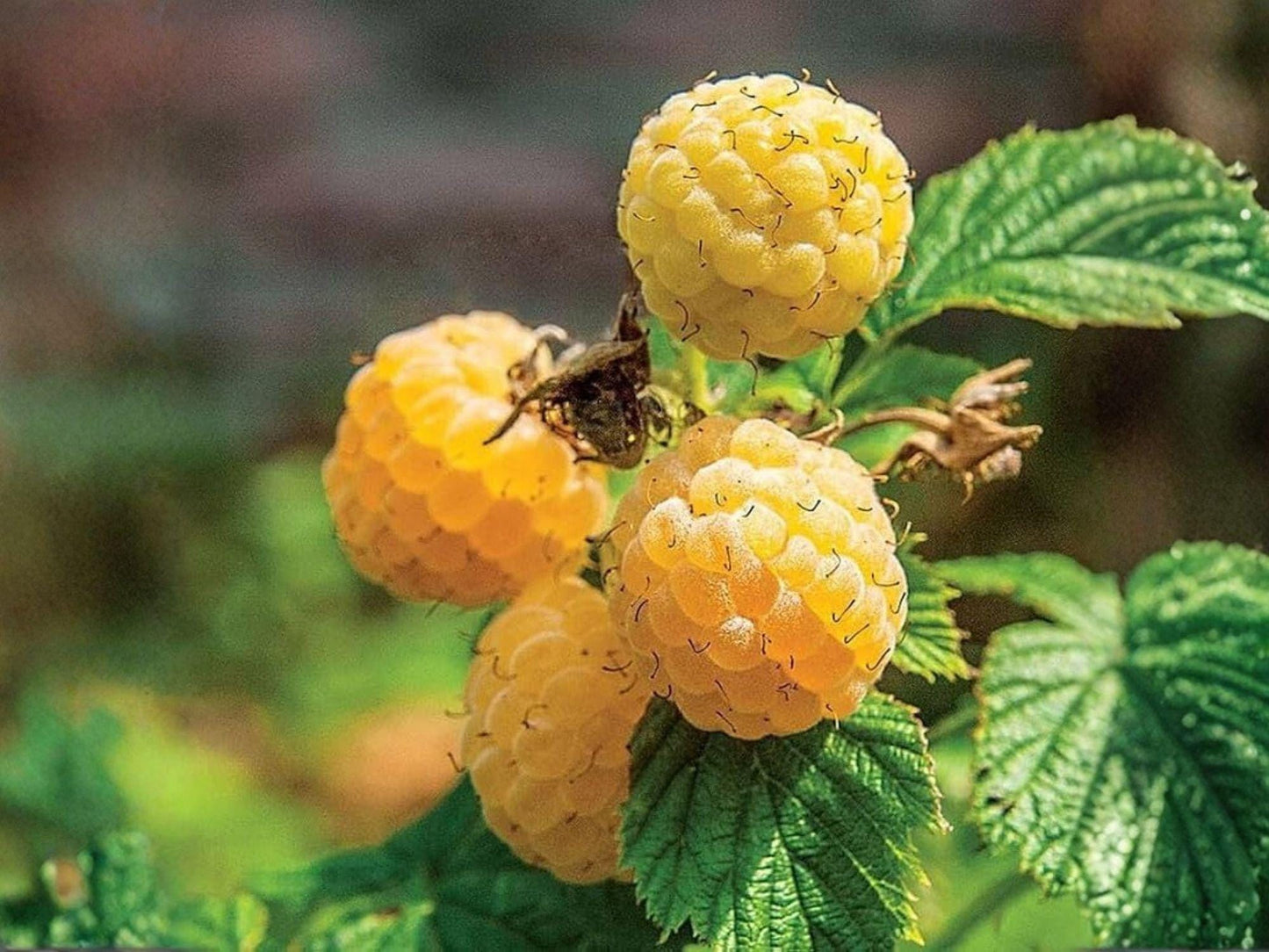 Fall Gold Raspberry Live Root Starter Plant – Everbearing Rubus Variety for Home Garden & Containers
