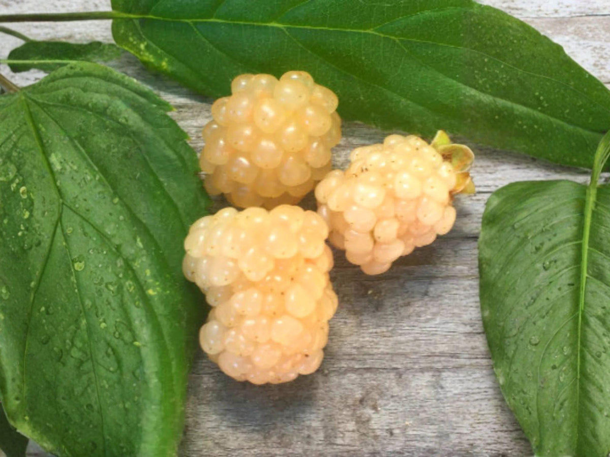 Snowbank White Blackberry Plant – Heirloom Non-GMO Rubus hybrid, White Berries, Self-Pollinating, Trailing Growth, Live Rooted Starter