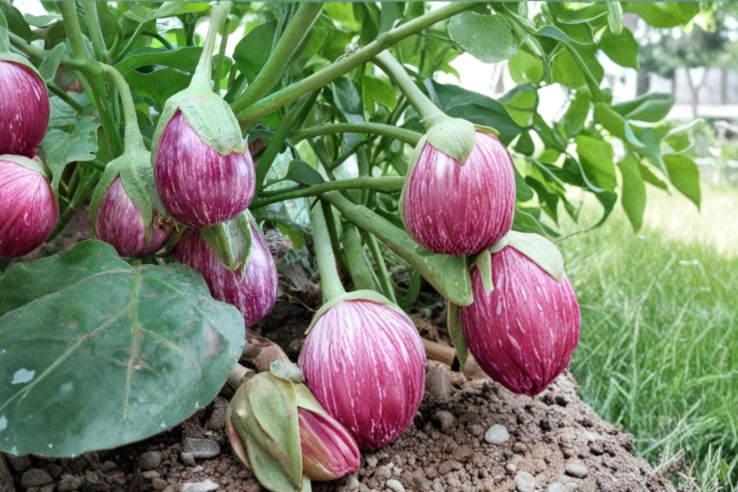 Striped Eggplant Seeds – Solanum melongena, Heirloom White & Purple Striped Fruit, 50 Seeds for Garden & Container Planting