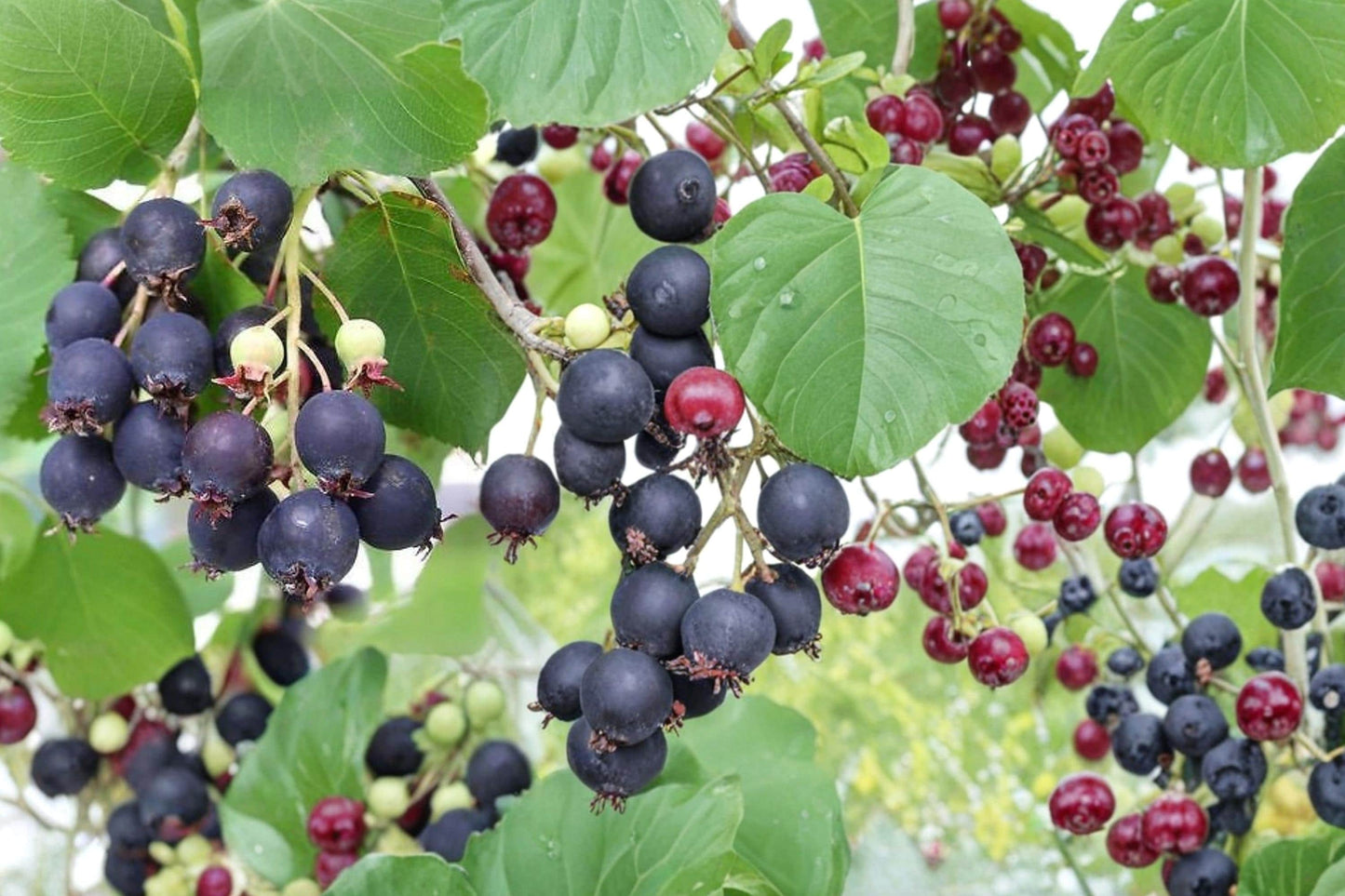 Saskatoon Serviceberry Seeds – Amelanchier alnifolia Fruit Shrub for Edible Berries and Ornamental Garden Plant