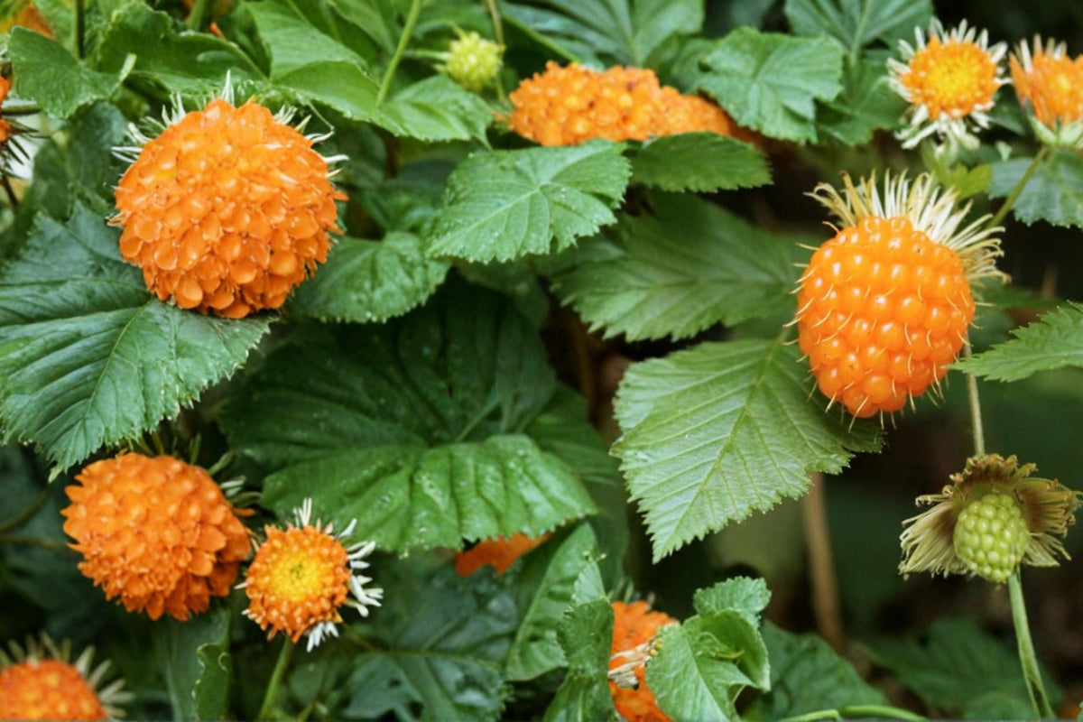 Salmonberry Seeds – Rubus spectabilis – Edible Berry Shrub with Pink Flowers, Salmon-Colored Berries, Native Woodland Plant