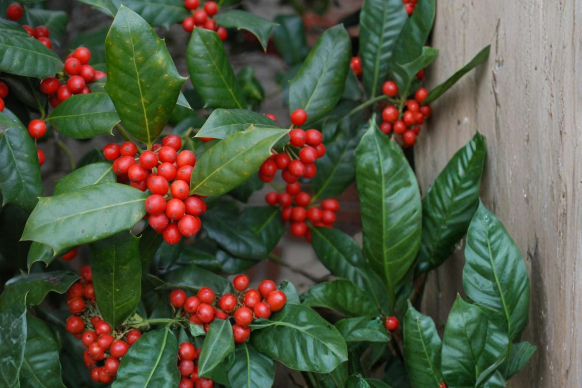 Chinese Holly Seeds – Ilex cornuta Evergreen Shrub with Red Berries for Landscaping and Hedge Screening