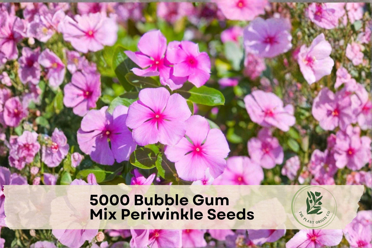 Bubble Gum Mix Periwinkle Seeds, Catharanthus roseus, Bright Pink White Rosy Blooms, Annual Flower for Borders & Containers