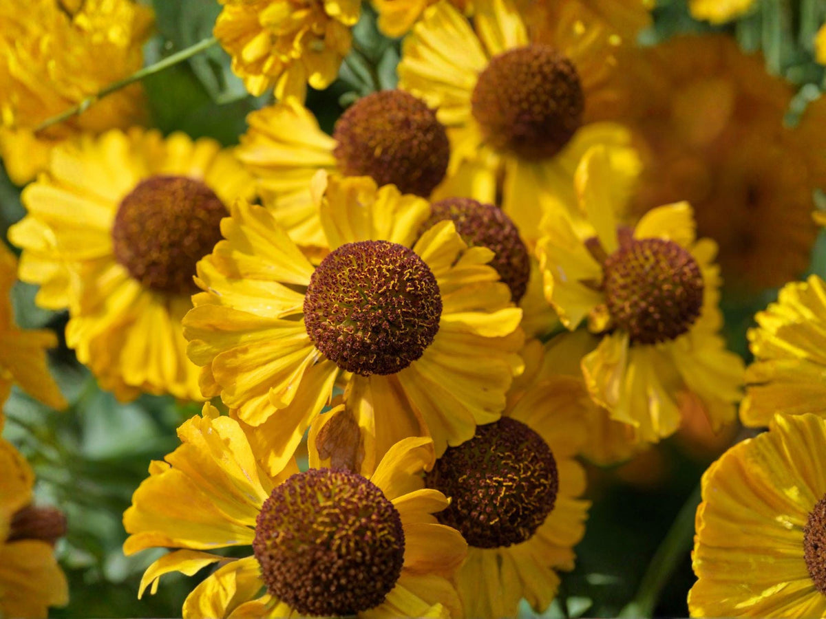 Autumn Sneezeweed Flower Seeds | Helenium autumnale | Bright Yellow Daisy-Like Blooms for Garden Beds & Borders