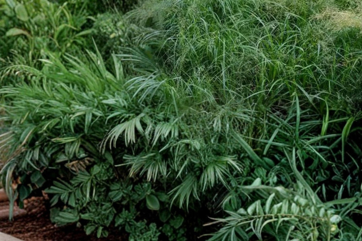 Rough Bluegrass Seeds – Poa trivialis, Cool-Season Perennial Grass for Lawns & Ground Cover