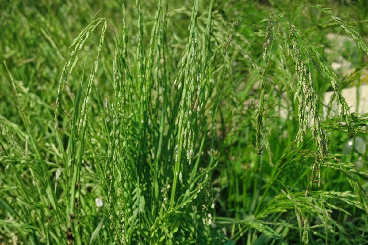 Fowl Bluegrass Seeds – Poa palustris – Wetland, Meadow, Native Perennial Grass Seed