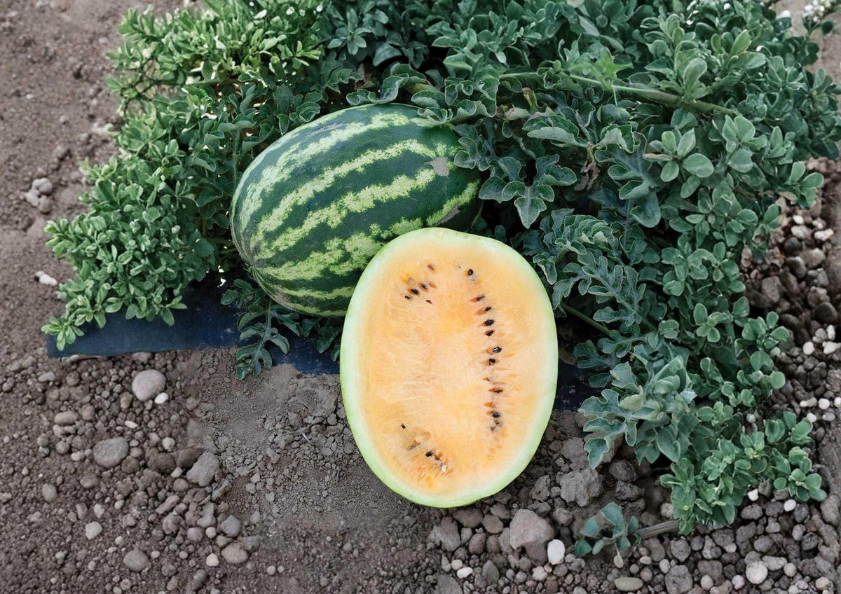 Orangeglo Watermelon Seeds – Heirloom Non-GMO Fruit Seeds for Large, Juicy, Orange Flesh Melons, Garden Planting