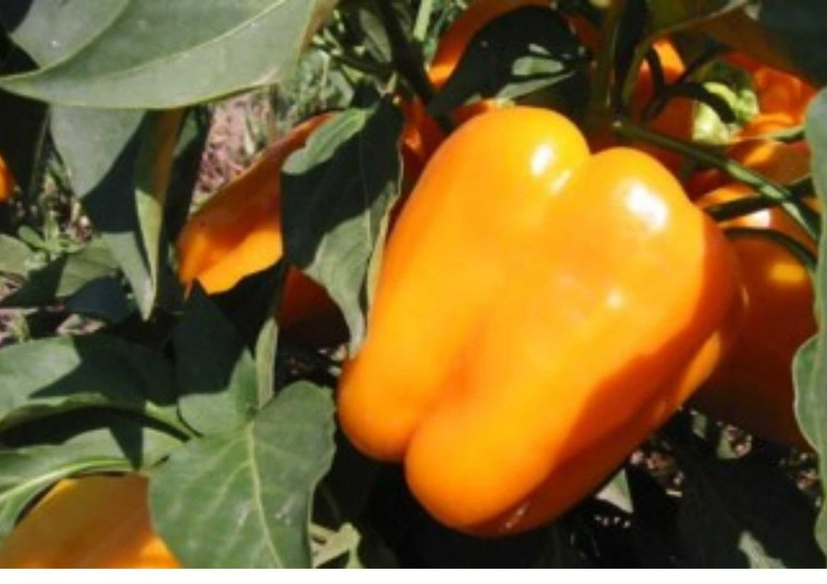 Orange King Bell Pepper Seeds - Heirloom Non-GMO Sweet Bell Pepper Seeds for Garden, Large Bright Orange Fruits, Crisp and Juicy